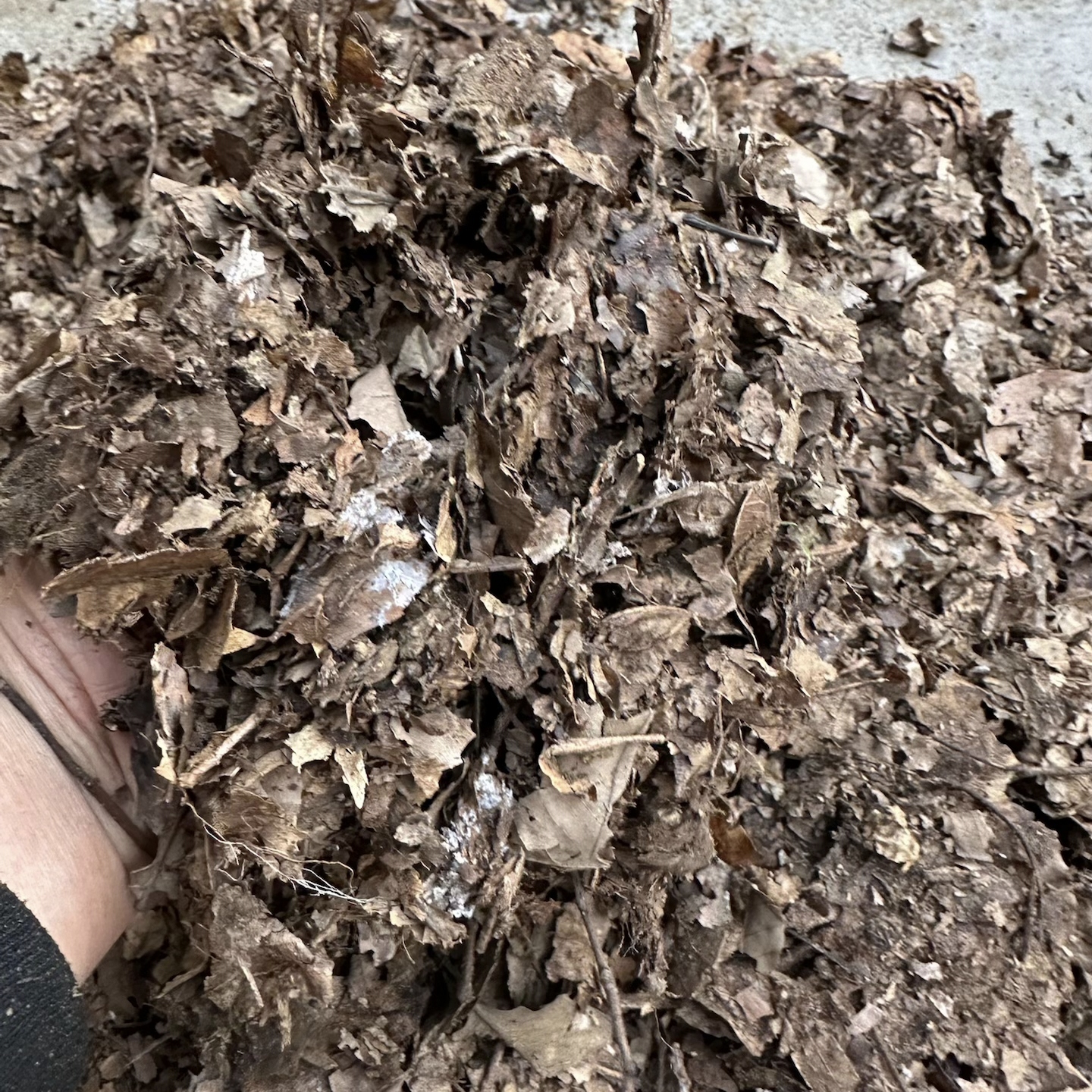 君子兰专用天然腐叶家用疏松透气养根包邮（纯腐叶）松针腐叶土养花