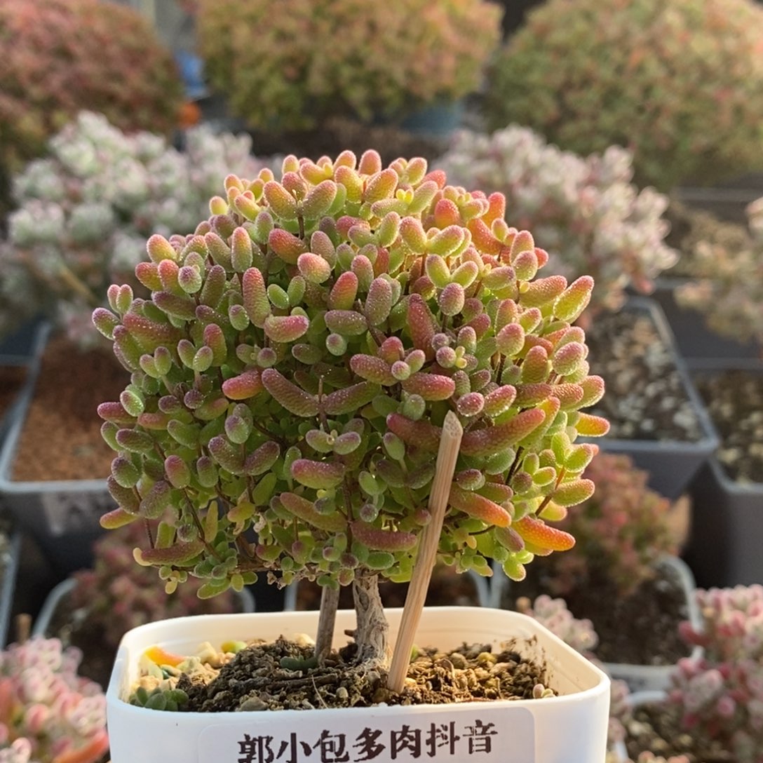 蜜橘糖球3747枝干番杏