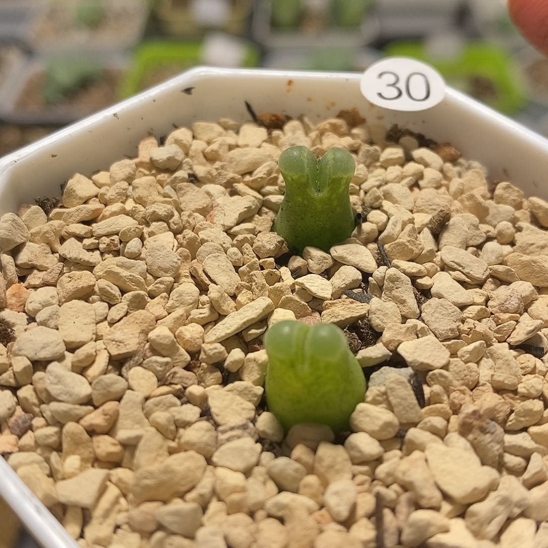 小奶瓶风铃玉多肉植物30号