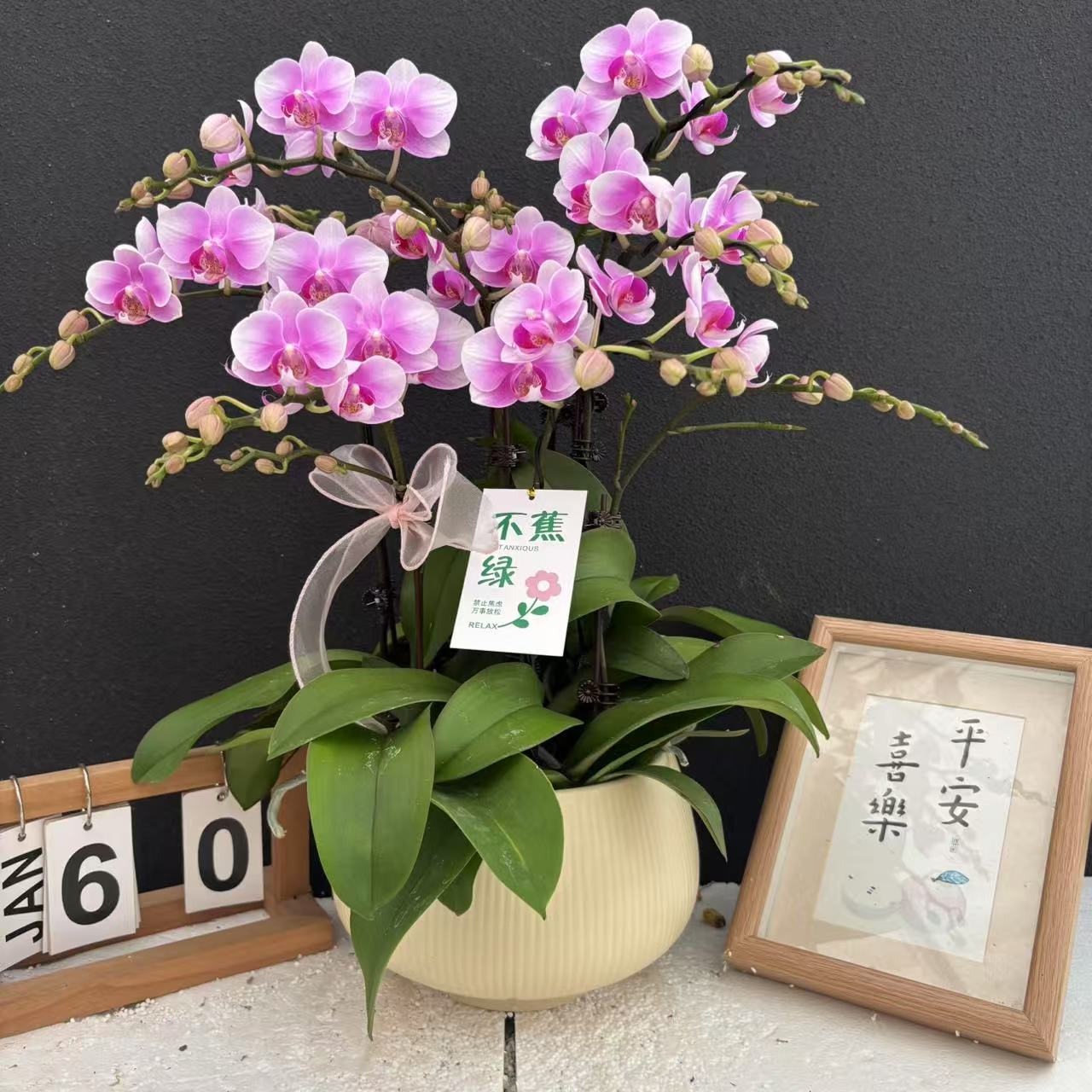 （糖果）蝴蝶兰高端精美艺术鲜花组盆花卉