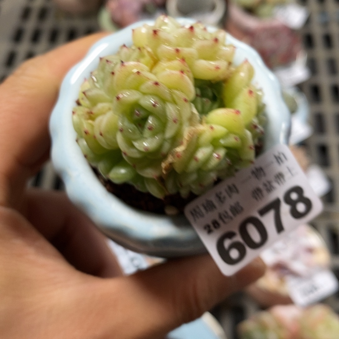 精控多肉植物6078