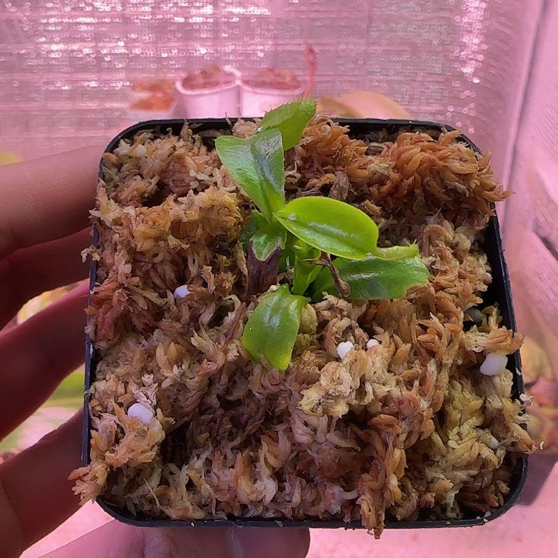 无花朵专拍猪笼草