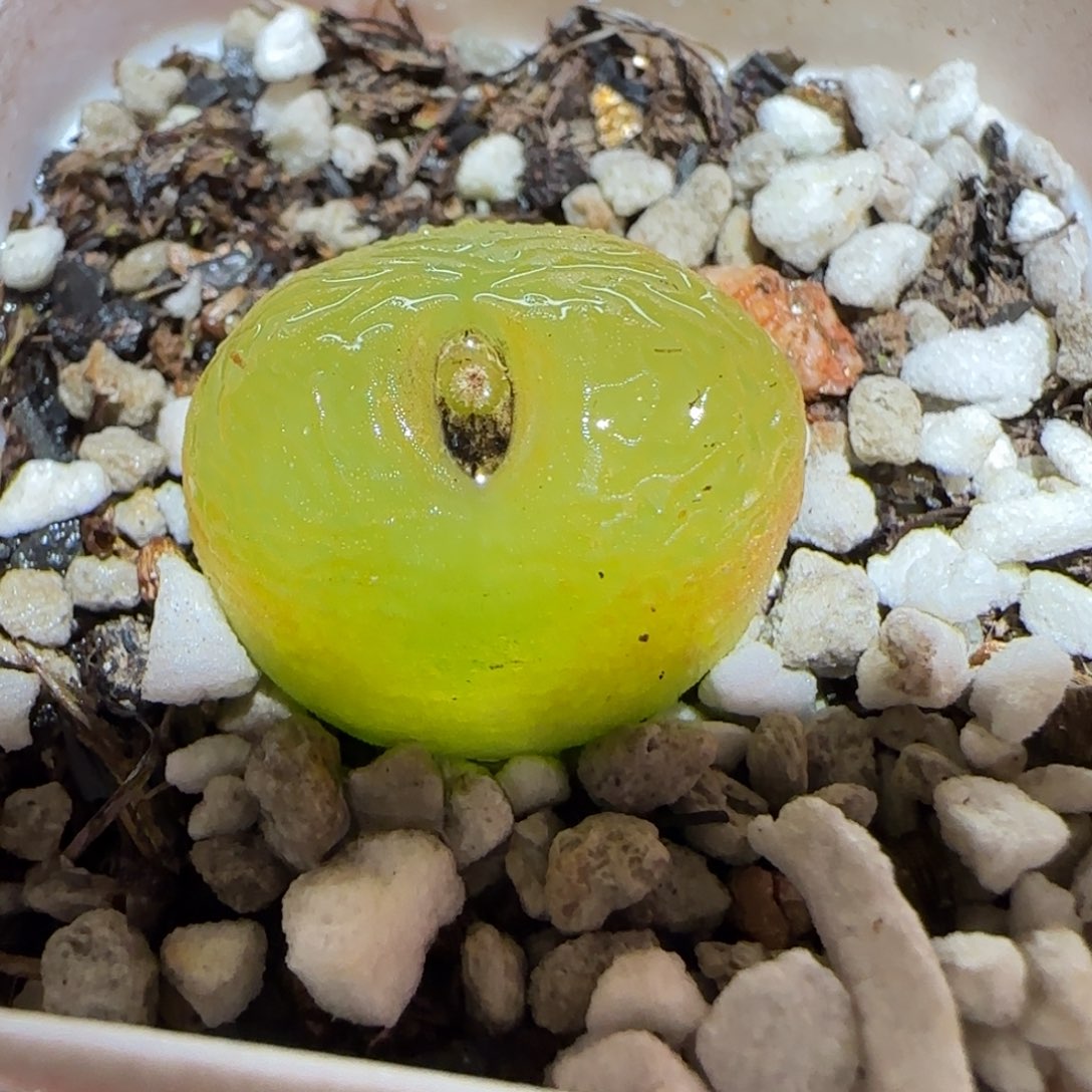 肉锥多肉植物百科-208