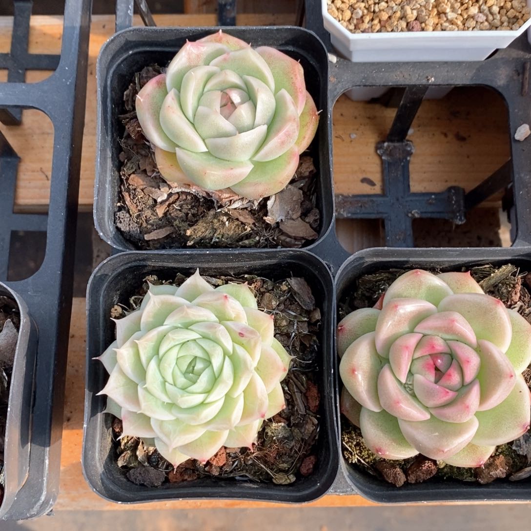 精品多肉一物一拍不包整516