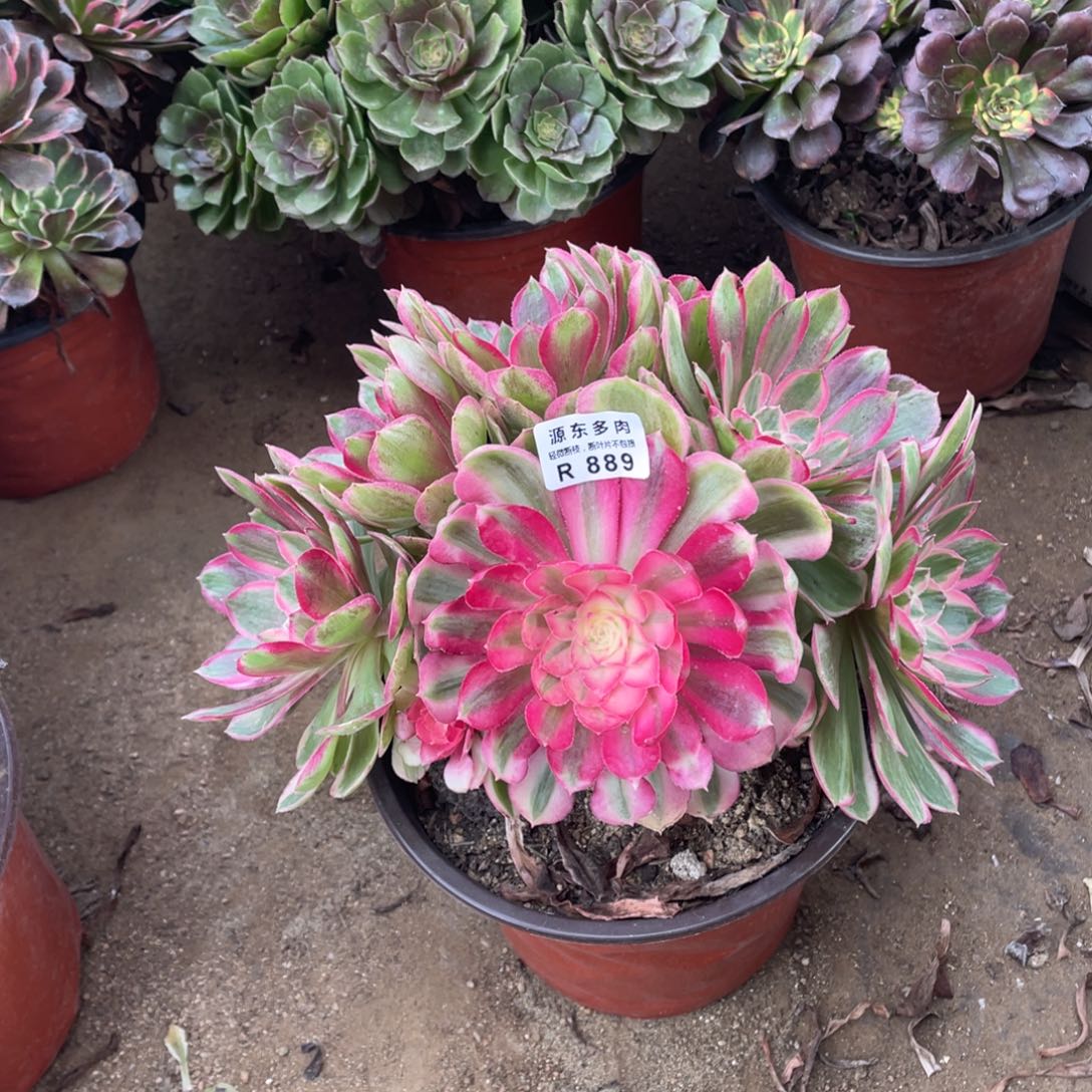 888孔雀翎多肉法师断枝不包