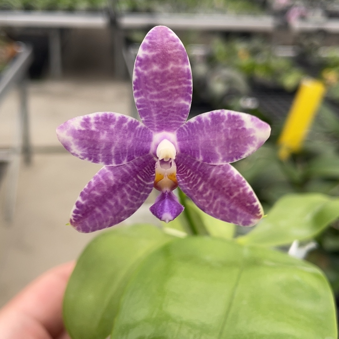 完全开放无根D735开花株 531号