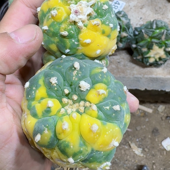 爱**秋福利2颗苗接仙锦0747.0748