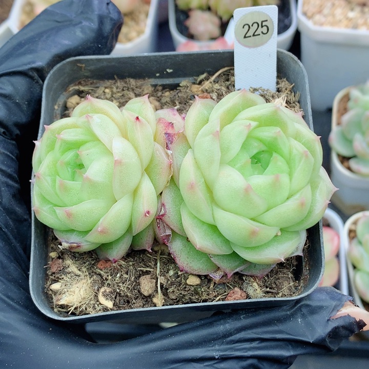 麦秆58包邮  群生不包整225