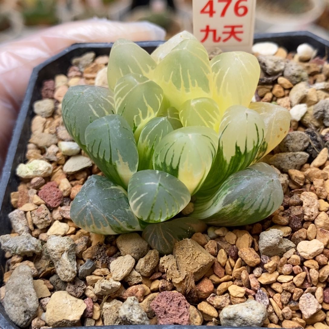 476号老川玉露锦带盆