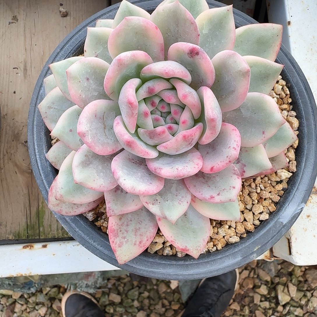 艾丽锦一物一拍888