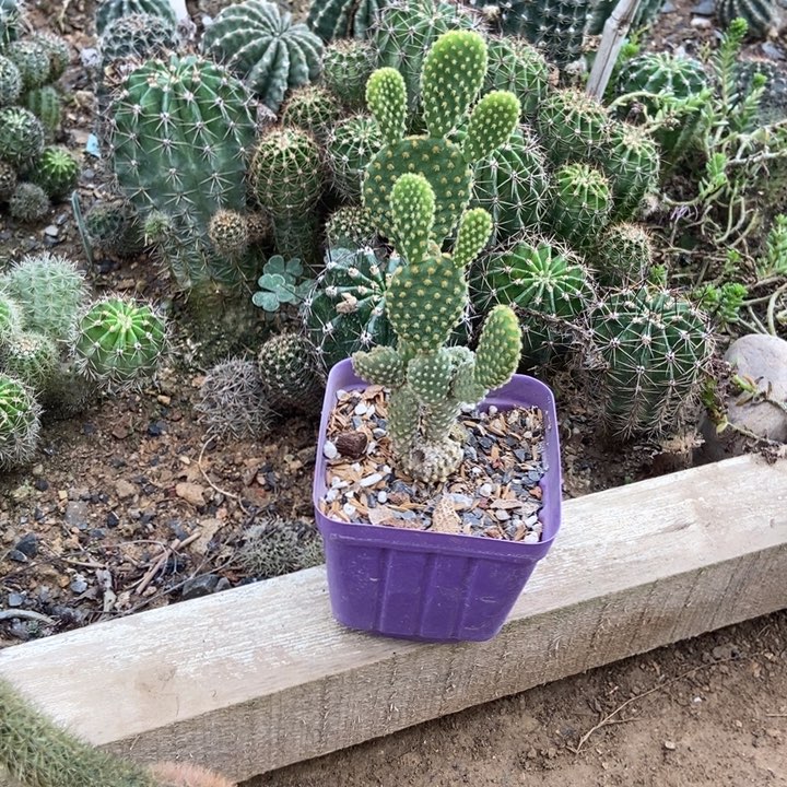 黄毛掌一棵叶片小黄花