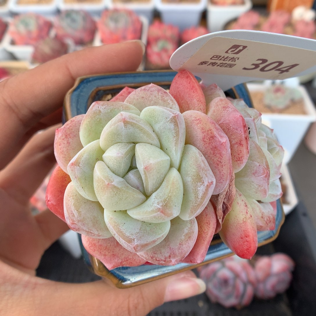 304冰玉多肉植物