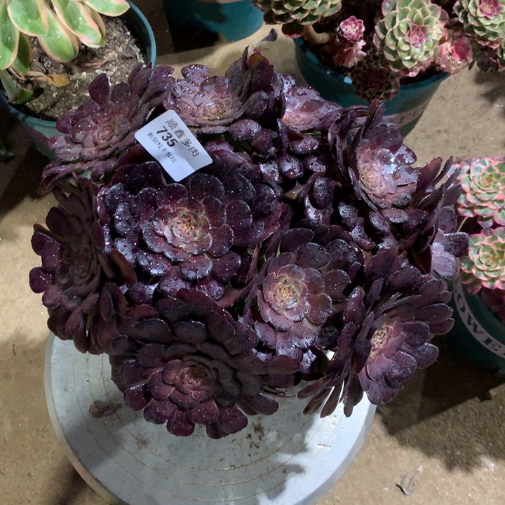 735黑萝莉多肉植物