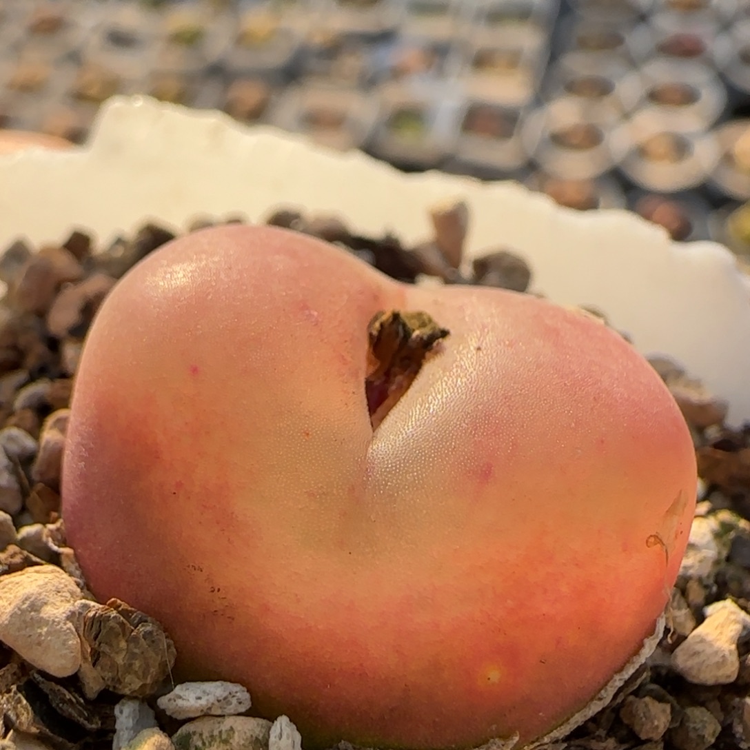 毛毛2.2厘米多肉植物百科