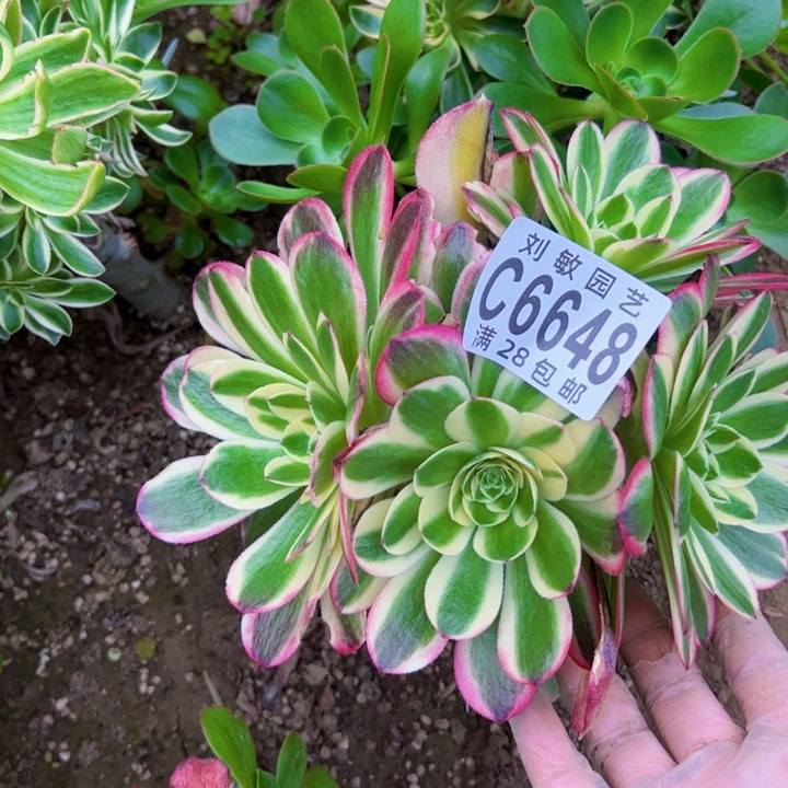 6648玉资多肉植物法师法师