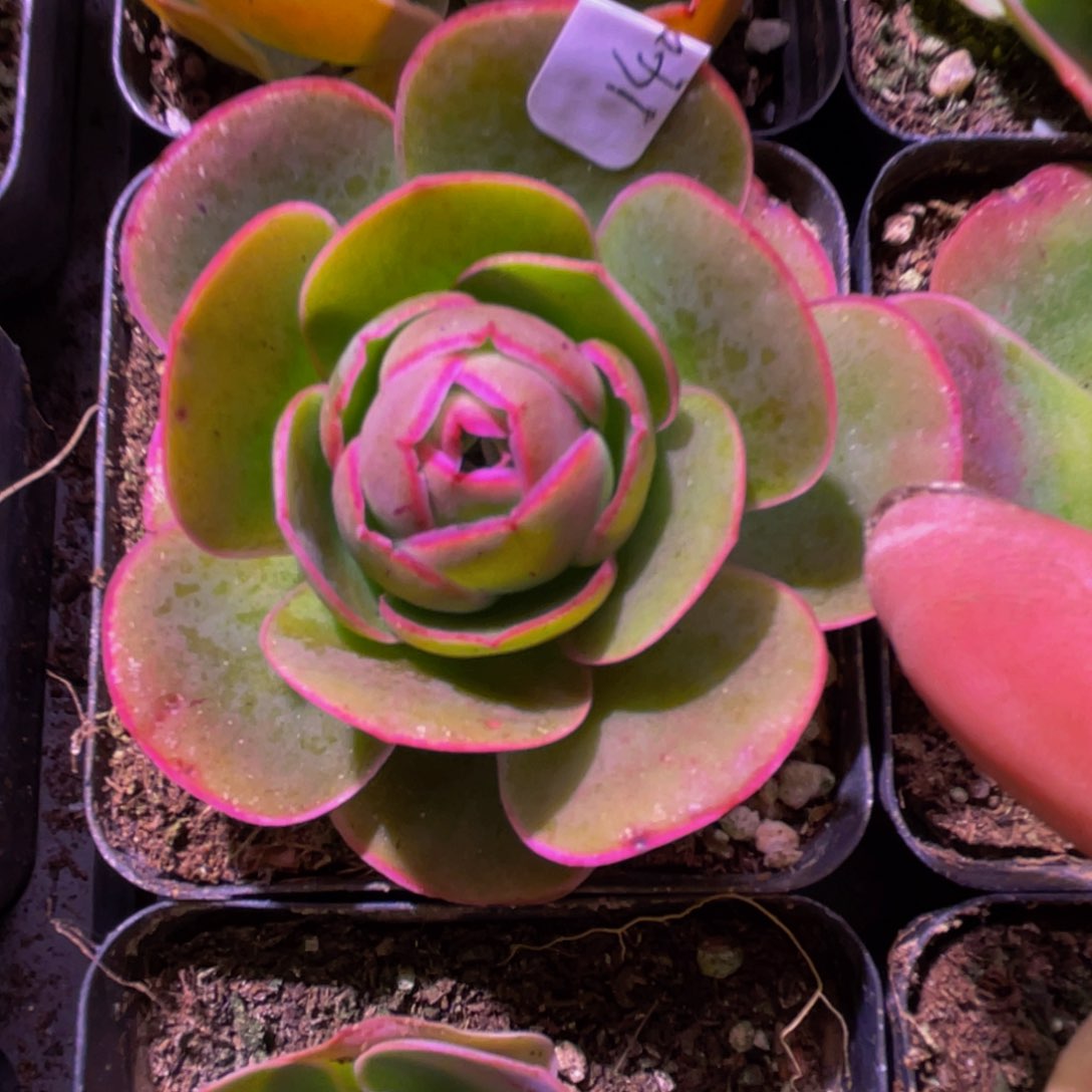 黄帕多肉植物花卉140山地玫瑰