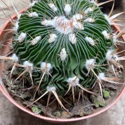 多了玉毛像仙人球16米