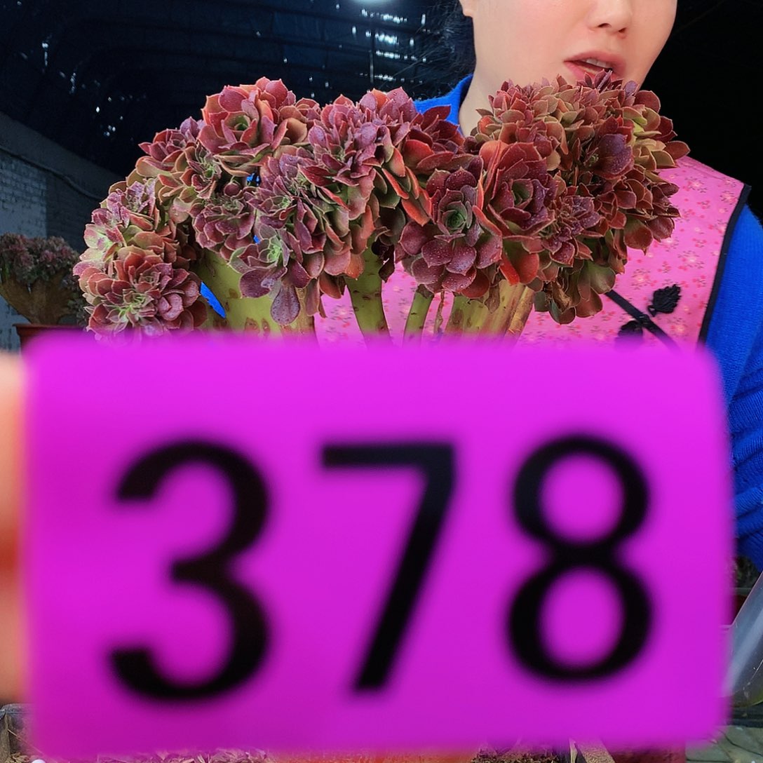 ssssssssssssssssssssss378