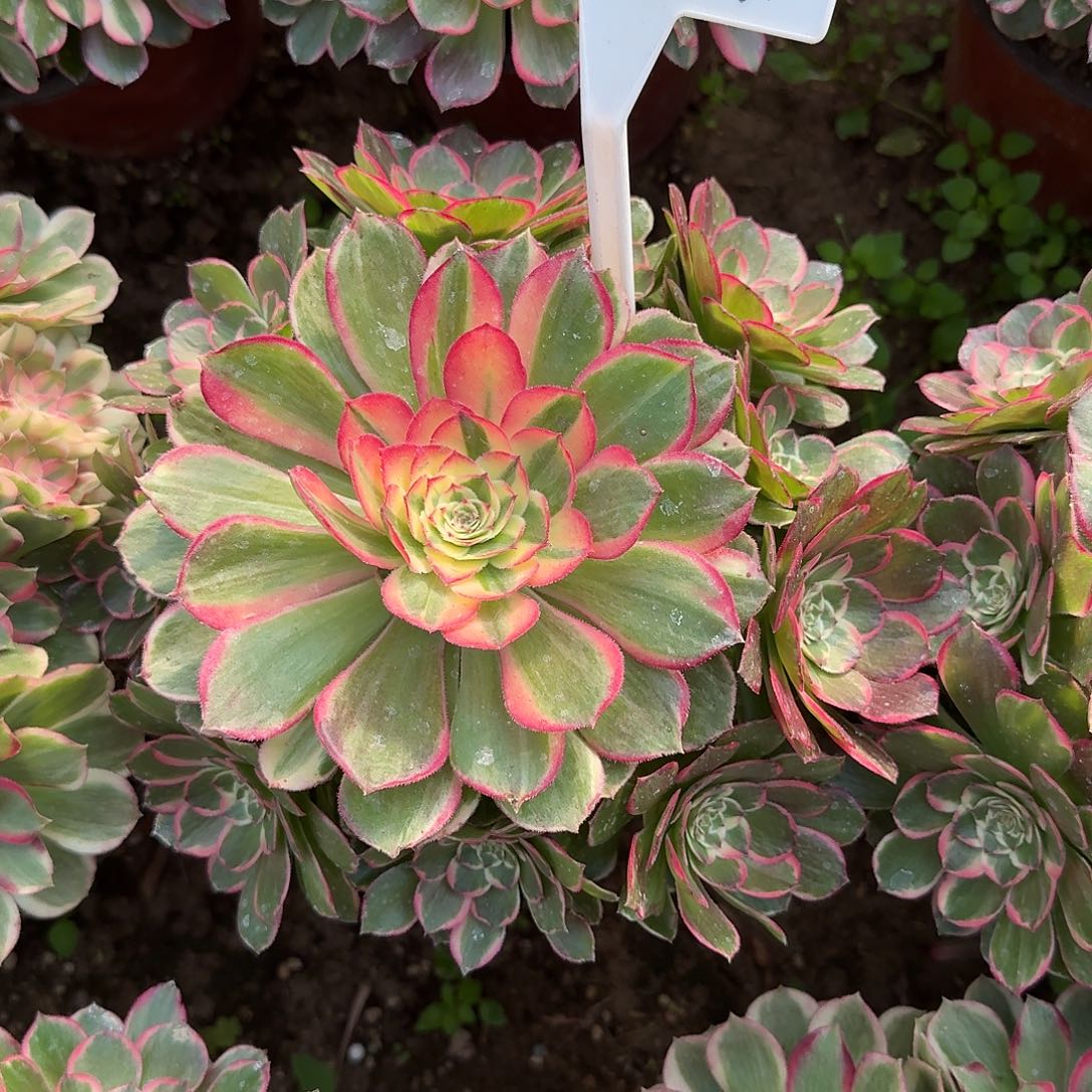 4514万紫千红多肉法师多肉法师