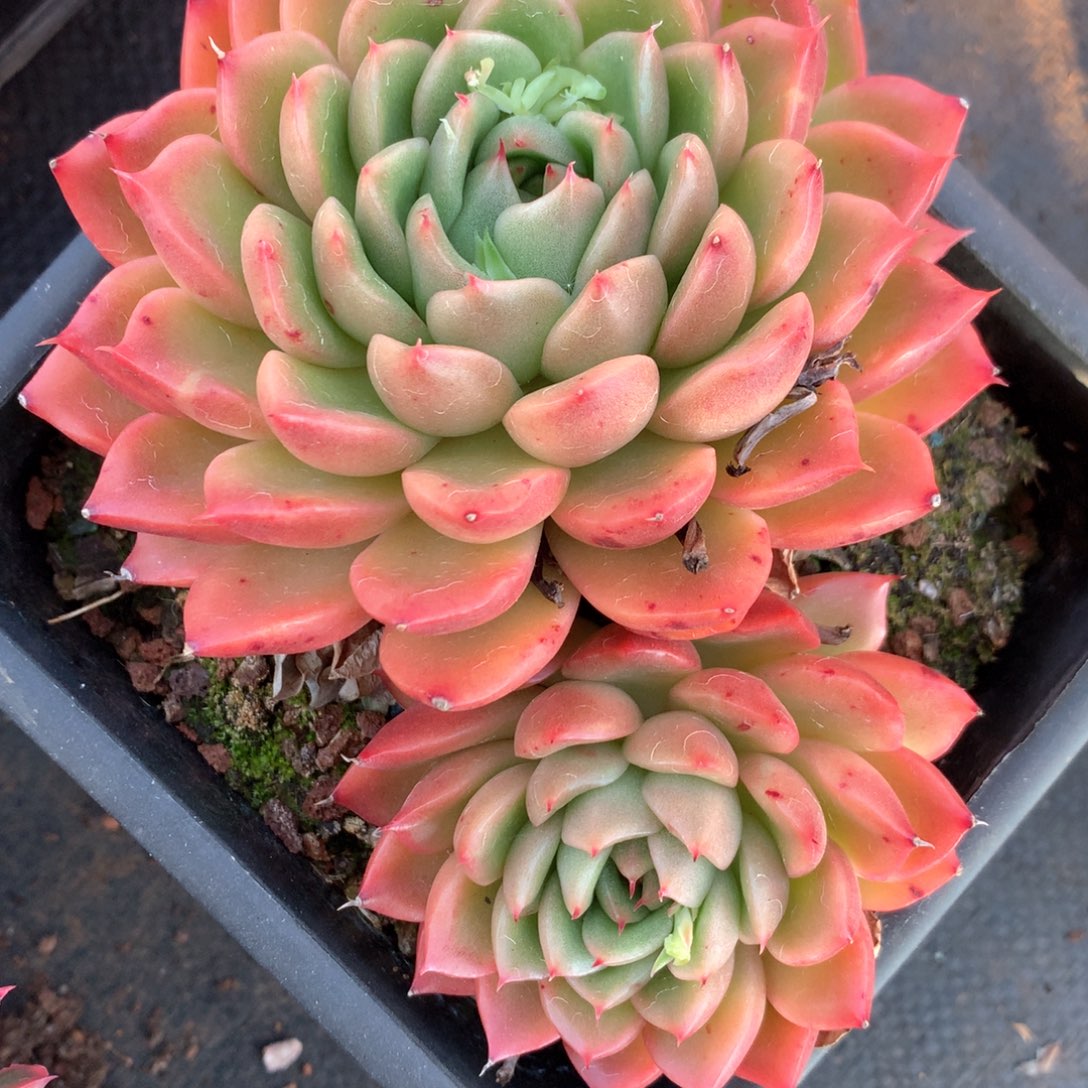 6993杂交多肉植物