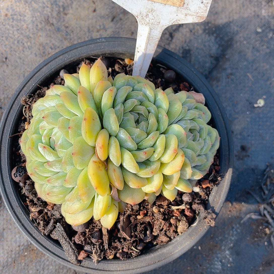 汪***溯0000000000000262