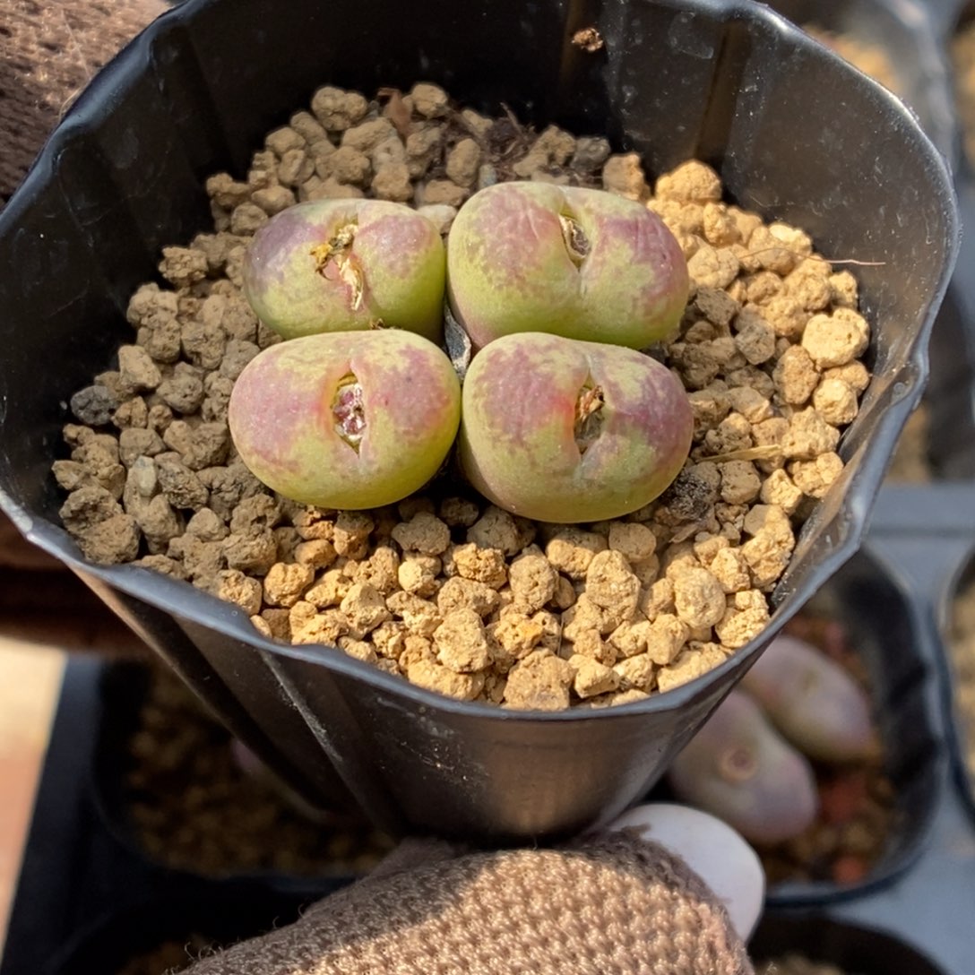 多肉植物肉锥杂交K-465