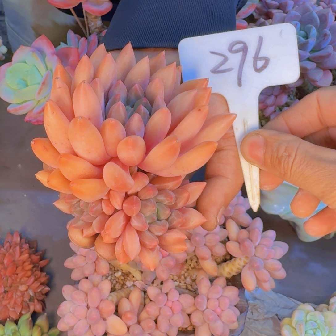 多肉葡萄的味道真的很好