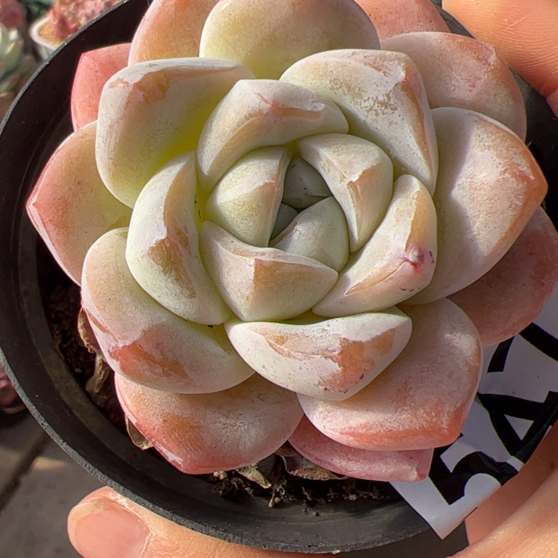 547 满38包邮一物一拍