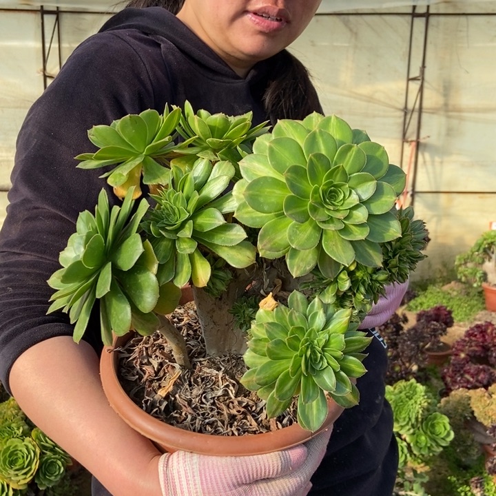 552碧螺春缀化111