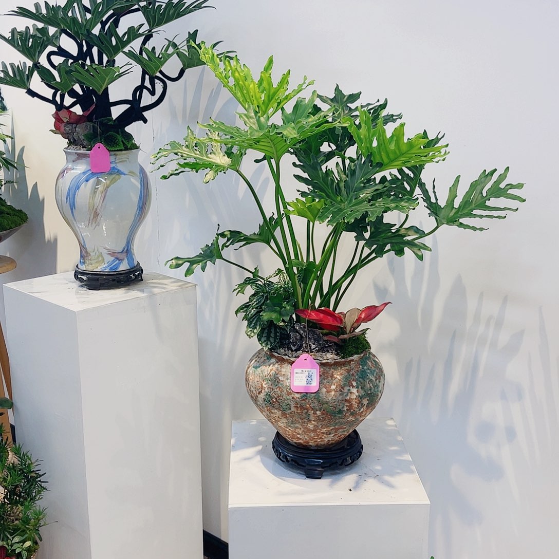 说***I无花朵高端盆景一物一拍