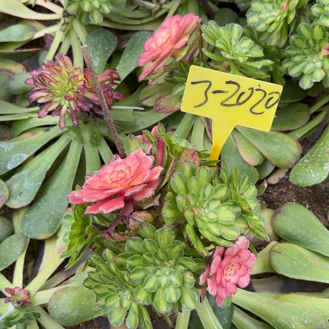 3-2020+-+多头多肉植物
