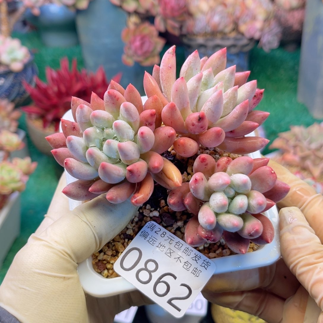 大0862/（zv c b b b b n