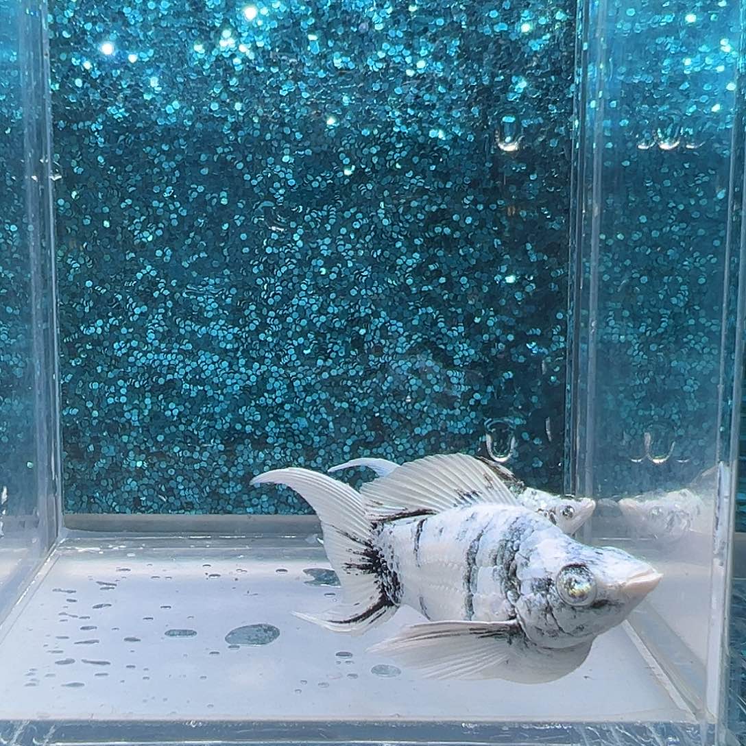 孔雀鱼水墨画玛丽一对0034