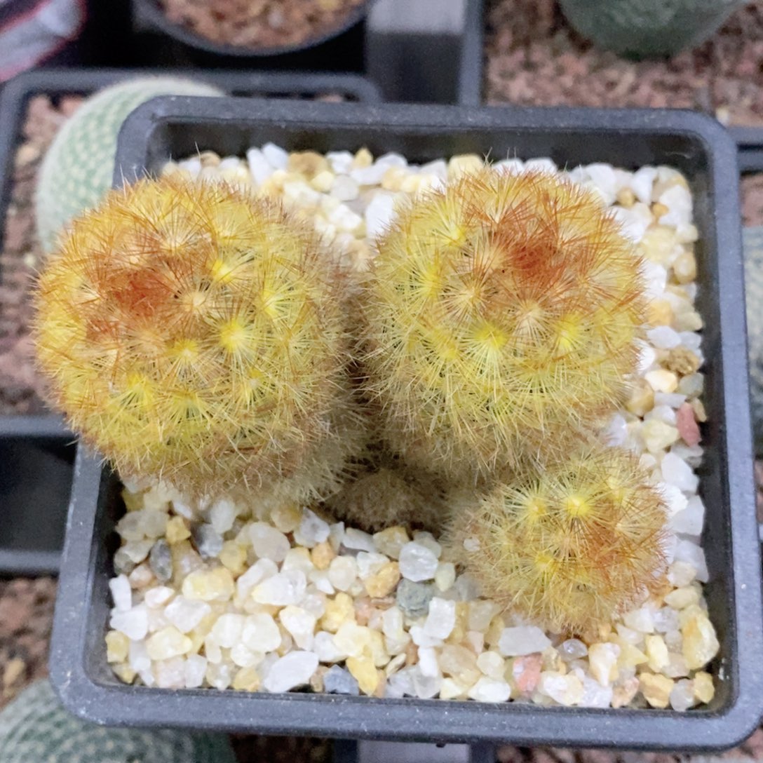 大***亮仙人球实生带盆加纹丸