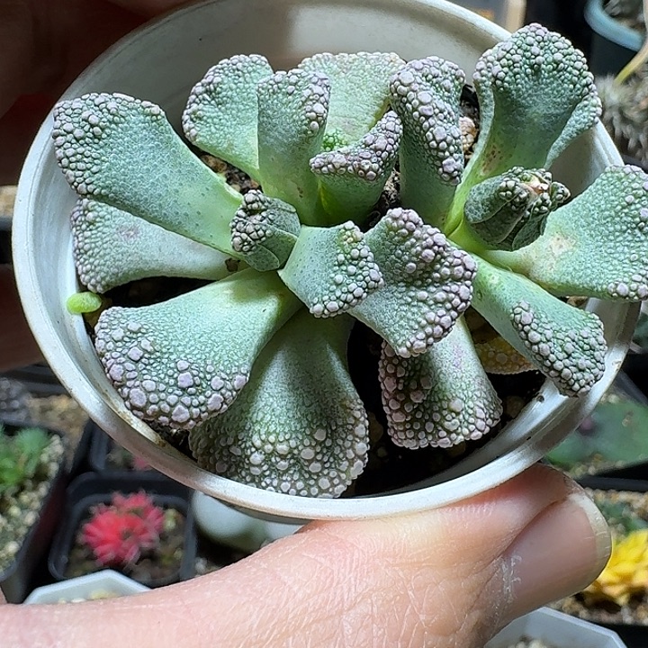 599天女脱土发货实生