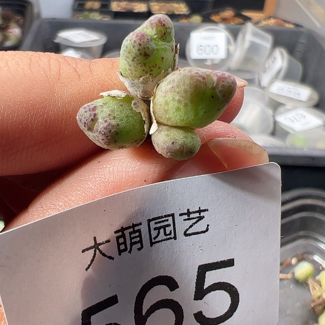 一物一拍。         565