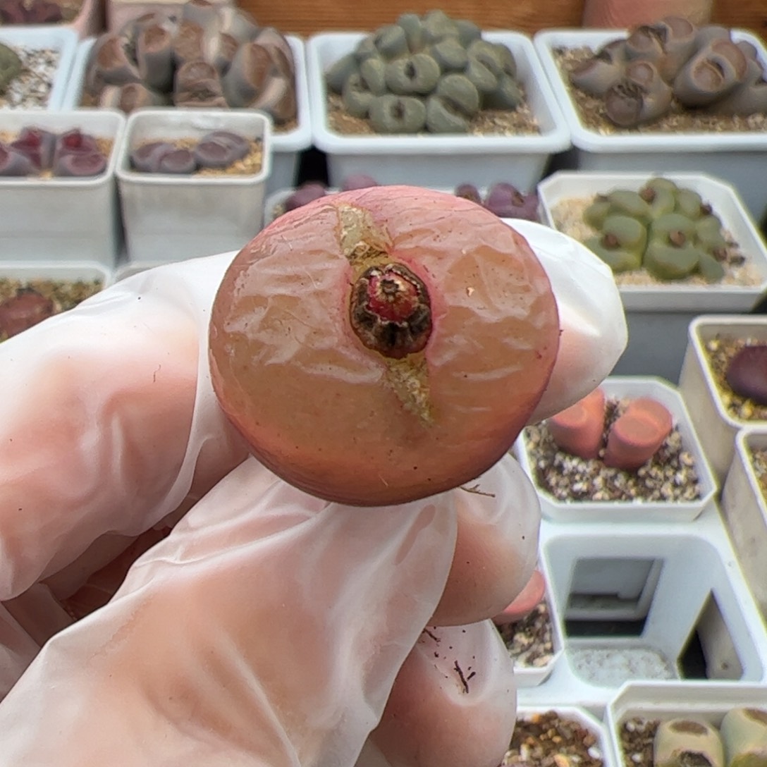 0553号吕红多肉植物