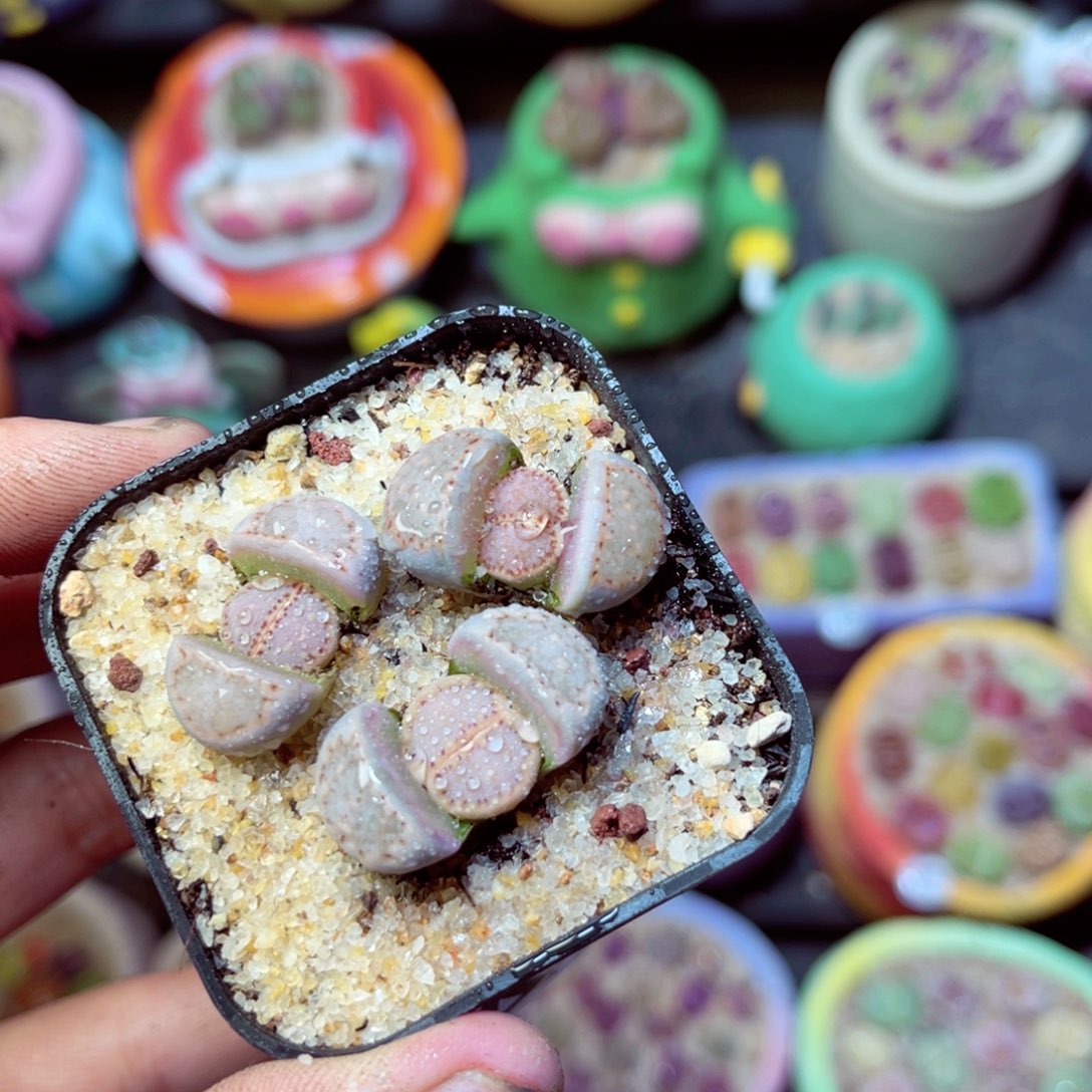 468生石花带盆发