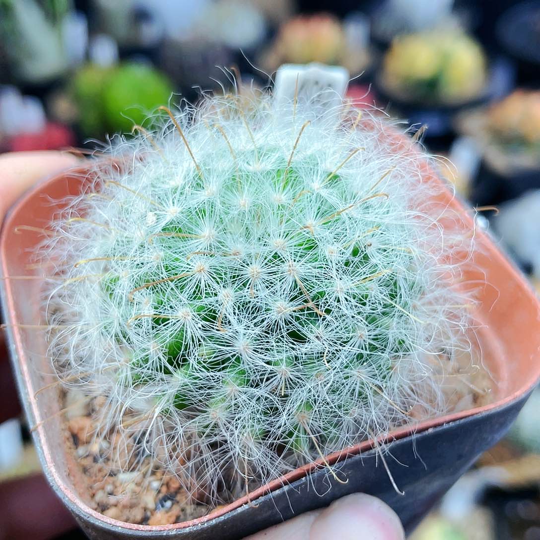 丽光殿非偏远地区25包邮仙人球