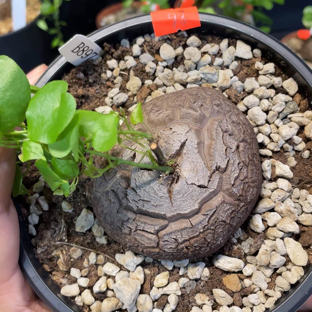 龟甲龙897号不退换