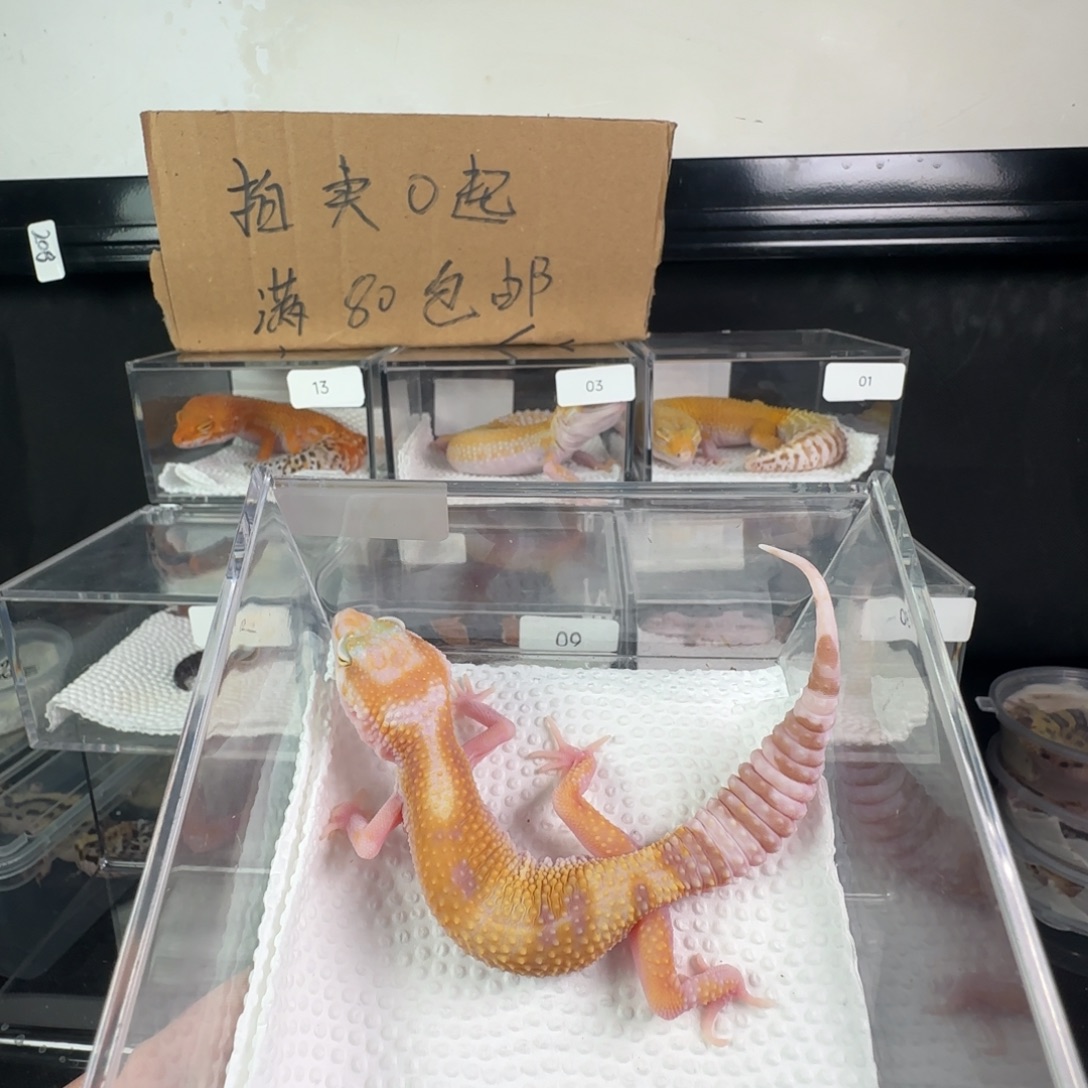 豹纹守宫白黄红眼暴龙妹妹