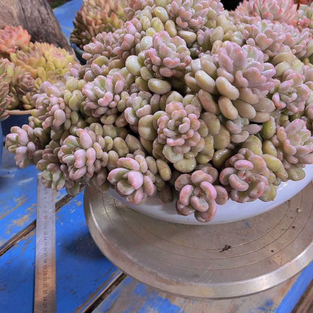 南****a多肉植物老桩