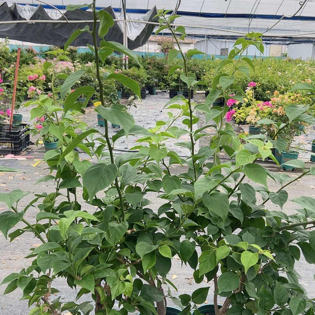 当前无花栽培后可以开花皇后中一颗