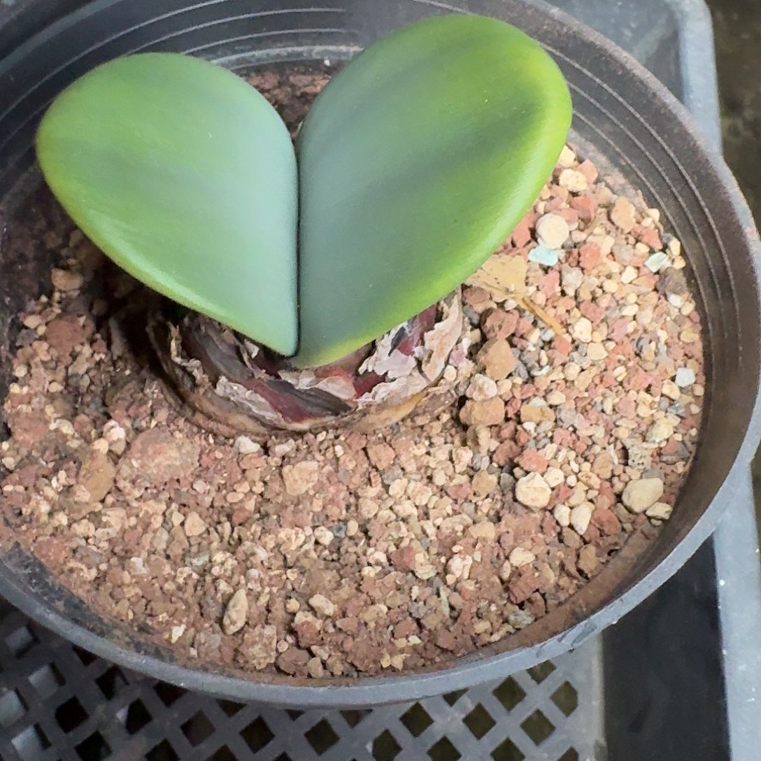 hc血莲一个naradousberg