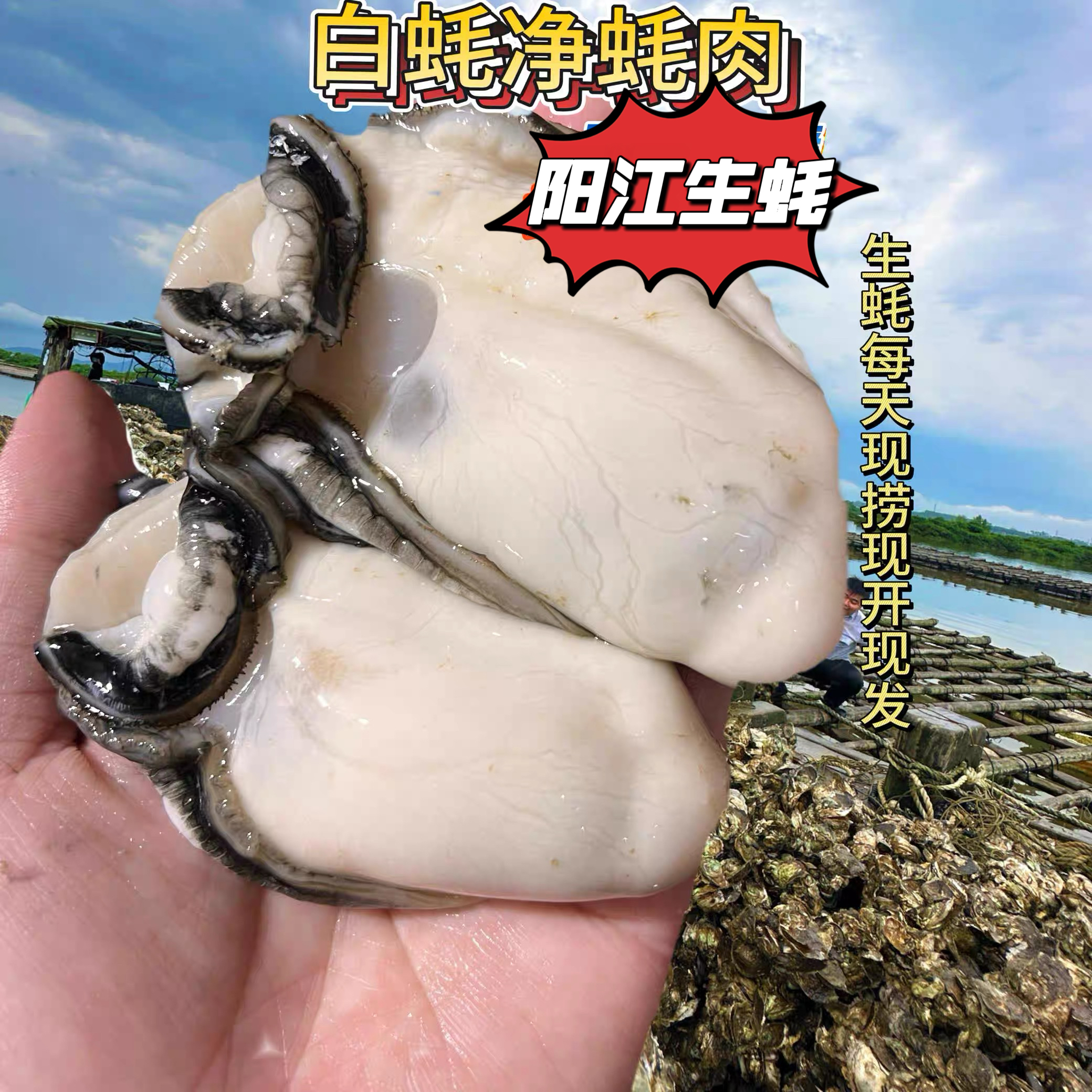 阳江生蚝肉当天鲜活生蚝去壳肥美海鲜牡蛎肉优质新鲜蚝肉3斤