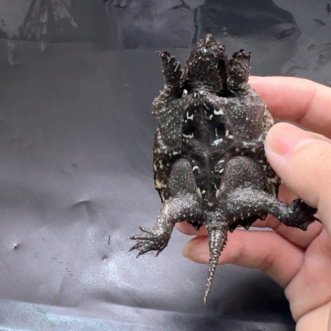 宠物龟不分公母11