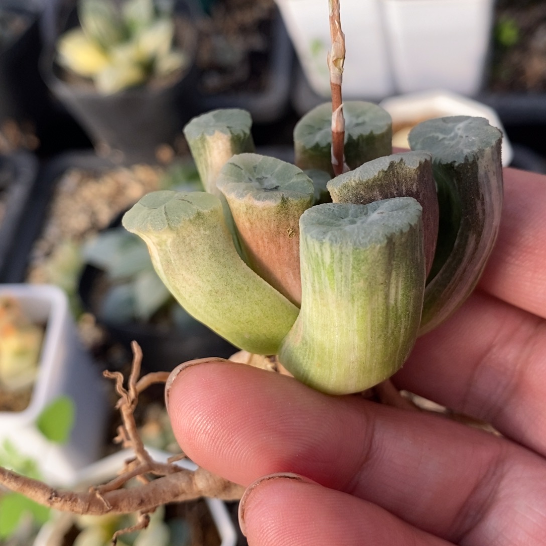 一颗万象锦 开播福利