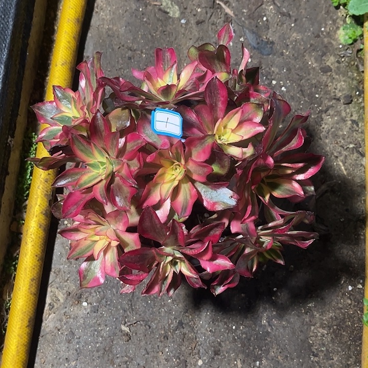 1魅影法师丛林砍过