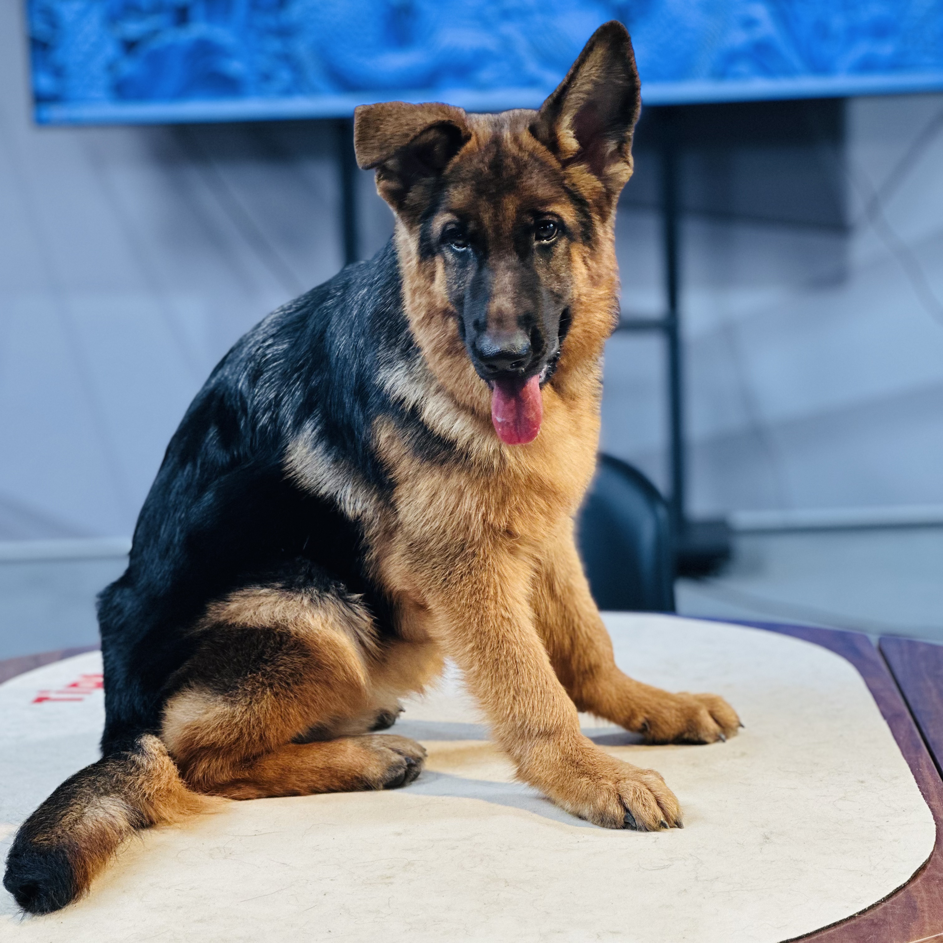 【西德甄选】西德牧羊犬乌蓝&帕寇女儿幼犬母   中秋