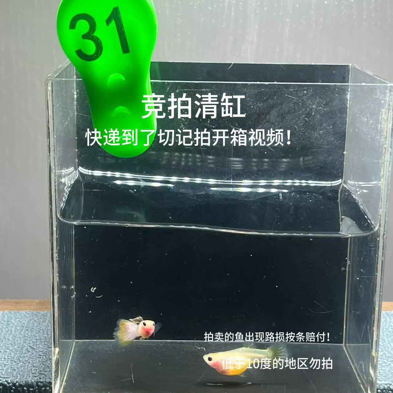 幻彩短体孔雀鱼一对编号31